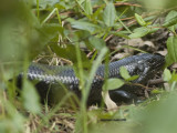 Land Mullet, Bellatorias major