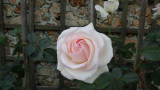 Une rose th 