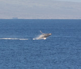 Maui March 6 2011 Whales 007-2.jpg