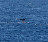Maui March 6 2011 Whales 066.jpg