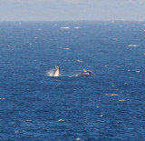 Maui March 6 2011 Whales 083.jpg