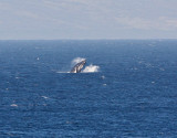 Maui March 6 2011 Whales 088.jpg