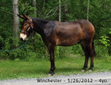 winchester - 5yo, 17h percheron mule