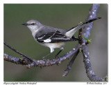Moqueur polyglotte <br> Northern Mockingbird