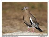 Tourterelle  ailes blanches <br> White-winged Dove