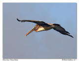 Plican brun <br> Brown Pelican