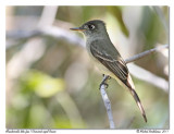 Moucherolle tte-fou <br> Crescent-eyed Pewee