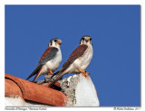 Crcerelle dAmrique <br> American Kestrel