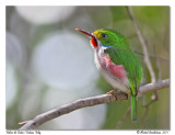 Todier de Cuba <br> Cuban Tody