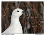 Lagopde des saules <br> Willow Ptarmigan