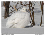 Lagopde des saules <br> Willow Ptarmigan