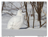 Lagopde des saules <br> Willow Ptarmigan