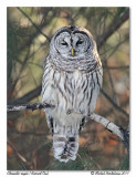 Chouette raye <br> Barred Owl