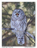 Chouette raye <br> Barred Owl