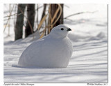 Lagopde des saules <br> Willow Ptarmigan