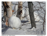 Lagopde des saules <br> Willow Ptarmigan