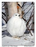 Lagopde des saules <br> Willow Ptarmigan