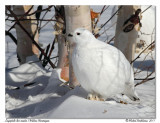 Lagopde des saules <br> Willow Ptarmigan