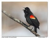Carouge  paulettes <br> Red-winged Blackbird