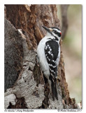 Pic chevelu <br> Hairy Woodpecker