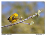 Paruline jaune <br/> Yellow Warbler