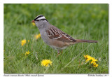 Bruant  couronne blanche<br/> White-crowned Sparrow