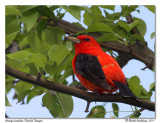 Piranga carlate <br/> Scarlet Tanager