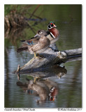 Canards branchus <br> Wood Ducks
