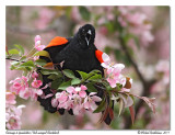 Carouge  paulettes<br/>Red-winged Blackbird