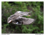 Canard chipeau Gadwall