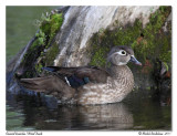 Canard branchu <br> Wood Duck