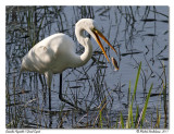 Grande Aigrette <br> Great Egret