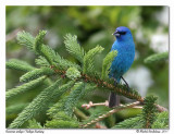 Passerin indigo - Indigo bunting