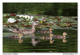 Canards colverts Mallards