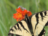 Papillon tigr du Canada <br> Canadian Tiger Swallowtail