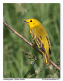 Paruline jaune<br>Yellow Warbler