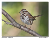 Bruant chanteur Song Sparrow