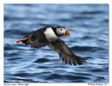 Macareux moine <br> Atlantic Puffin