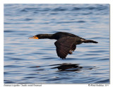 Cormoran  aigrettes <br> Double-crested Cormorant