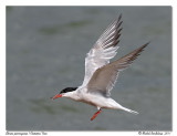 Sterne pierregarin <br> Common Tern