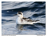 Phalarope  bec troit <br/> Red-necked Phalarope