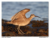 Courlis corlieu <br> Whimbrel