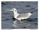 Mouette tridactyle <br> Black-legged Kittiwake