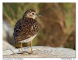 Bcasseau minuscule <br> Least Sandpiper