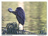 Grand Hron <br> Great Blue Heron