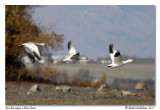 Oies des neiges <br> Snow Geese