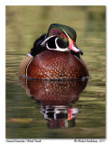 Canard branchu Wood Duck