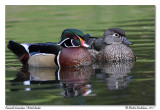 Canards branchus Wood Ducks