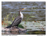 Cormoran  aigrettes <br/> Double-crested Cormorant