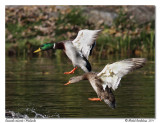 Canards colverts Mallards